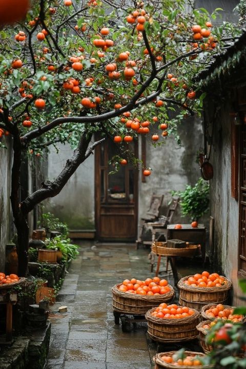 桂林本地專(zhuān)家定制春節(jié)旅游攻略，避開(kāi)陷阱享美好回憶