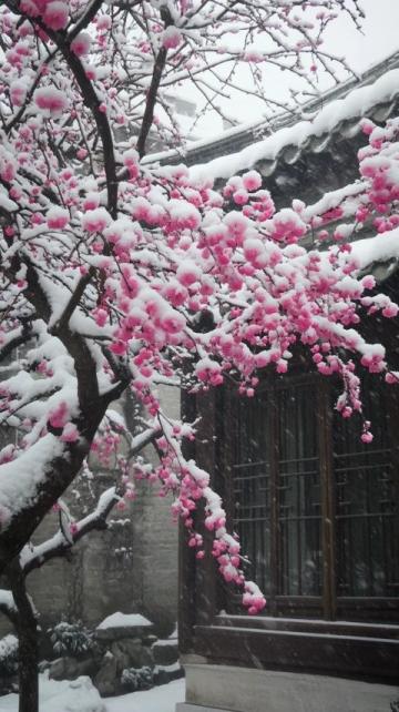 麗江三月游攻略：春日美景、必備物品與特色美食全揭秘