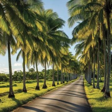 走進(jìn)椰夢(mèng)長(zhǎng)廊(椰夢(mèng)長(zhǎng)廊旅游攻略)