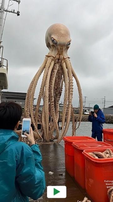 大連長?？h大長山島，海邊發(fā)現(xiàn)一奇怪東西，引來許多人圍觀！