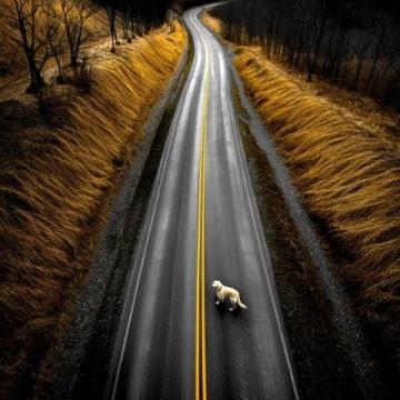 自駕游途中遇到野生動(dòng)物如何安全應(yīng)對(duì)具有攻擊性的動(dòng)物