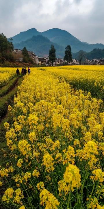 湖南衡陽(yáng)旅游攻略：油菜花海、衡山、鄉(xiāng)村風(fēng)情等不可錯(cuò)過(guò)的景點(diǎn)和活動(dòng)