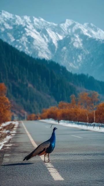自駕華東最美公路，邂逅大別山春日盛景