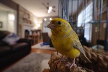 武漢東湖飛鳥世界，動(dòng)物樂園里的童真與快樂。