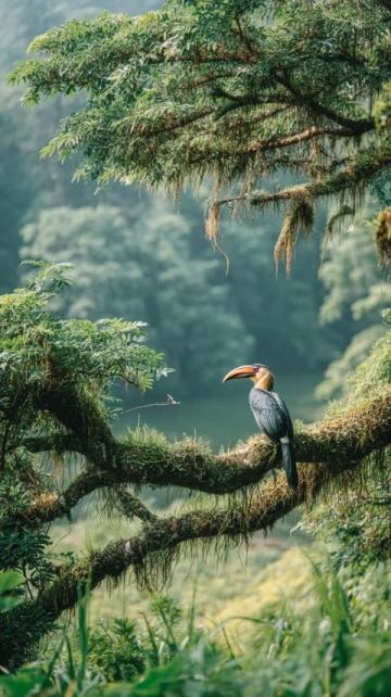 武漢東湖飛鳥世界，動(dòng)物樂園里的童真與快樂。