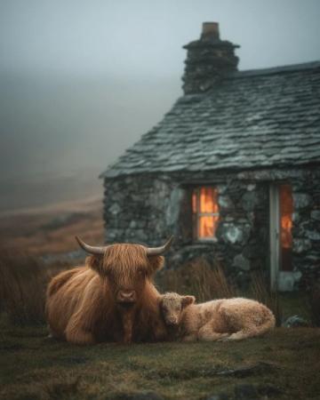 蘇格蘭高地美景如畫，動(dòng)物們?cè)谶@里自由快樂(lè)地生活