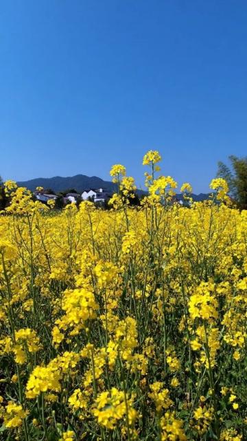 昆明附近小眾景點推薦實地探訪，4月末5月初的昆明美景之地昆明昆明花