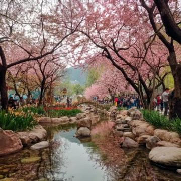 融水苗寨春季旅游攻略：賞花海、品美食、體驗民俗風(fēng)情