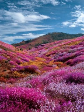 春天賞花山水行，探索自然文化新體驗(yàn)