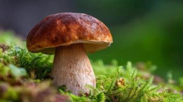 八個(gè)中國(guó)人自駕赴瑞摘野菌現(xiàn)場(chǎng)烹食引發(fā)爭(zhēng)議