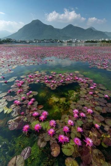 河北白洋淀賞荷全攻略：實(shí)況照片帶你領(lǐng)略千畝荷塘美景