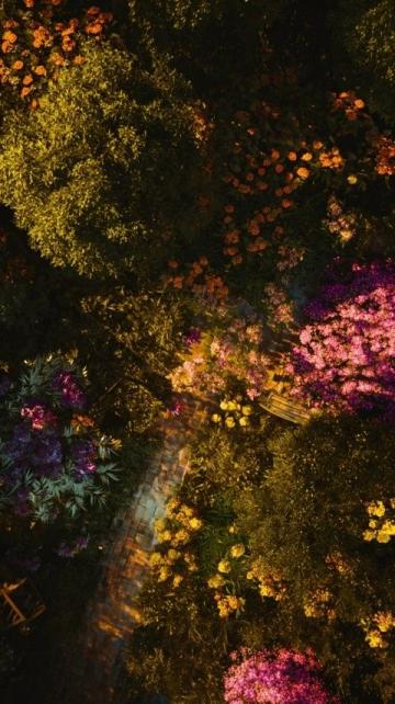 華為手機拍新加坡：漫步花穹，感受植物仙境般的自然奇跡