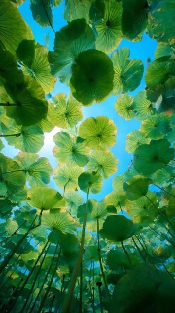 華為手機拍新加坡：漫步花穹，感受植物仙境般的自然奇跡