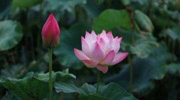 河北白洋淀賞荷全攻略：實(shí)況照片帶你領(lǐng)略千畝荷塘美景