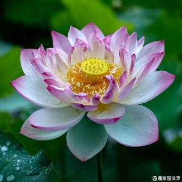 河北白洋淀賞荷全攻略：實(shí)況照片帶你領(lǐng)略千畝荷塘美景