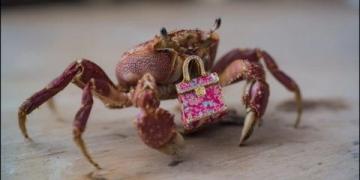 陽澄湖旅游干貨攻略品蟹尋鮮指南