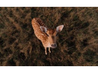 探訪江蘇鹽城大豐區(qū)野鹿蕩景區(qū)：生態(tài)修復(fù)后的自然寶藏，野生麋鹿與候鳥的天堂
